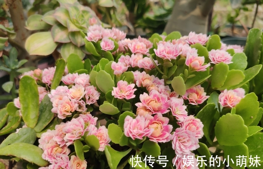 长寿花总是养不好,告诉你常见问题处理方法,让它从秋季开到夏季