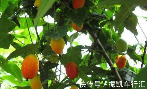 果实|调理肠胃、清肝解毒的红参果，农民掌握种植要点，收获高产红参果