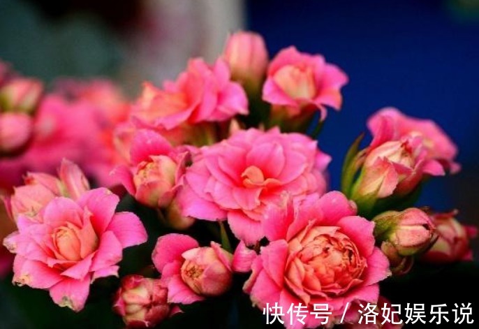 花草匠|别老养发财树了，养这“3种花”，好养易爆盆，养人、旺财两不误