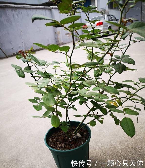 盆栽月季如何修剪?记住2点,更勤花,花型标准又漂亮