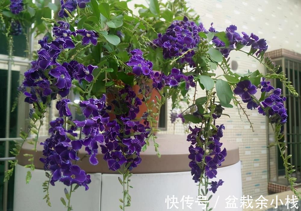 蕾丝|7种“香水花”，养一盆满屋生香，开花180天，好看又贵气