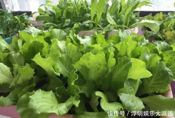 花友|淘米水啤酒水,真不如这种水,养花一绝,浇一盆旺一盆