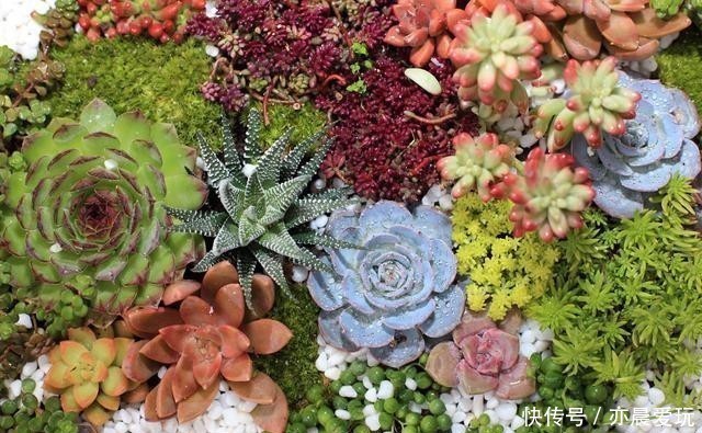 四种“零差评”多肉推荐,颜值不比桃蛋低,还容易成老桩