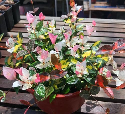 这“花”耐阴又好养,叶比花好看,阳台养一盆,可赏300天