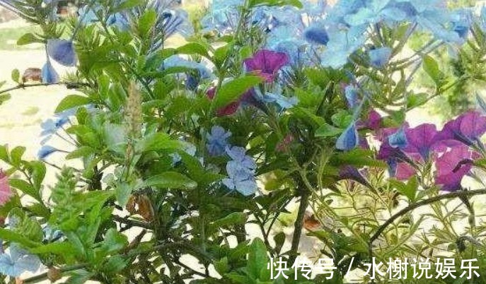 养花|家里的“垃圾”不要扔,教你自制3种肥料,不花钱也能养爆盆