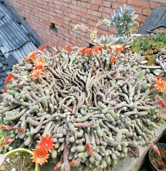 雨水|10种不能淋雨的花，淋完雨就死，盆栽养花注意事项