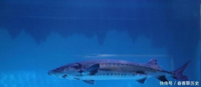 科学家一次“失误”,两个物种意外结合,创造了本不存在的新物种