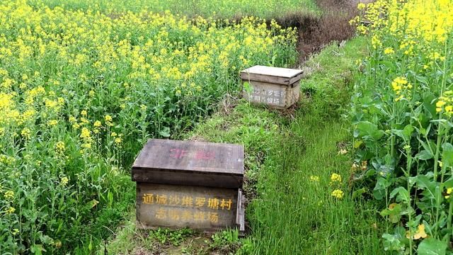 通城：油菜花开 小蜜蜂逐花而来