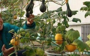 阳台|1棵南瓜，盆栽到阳台，南瓜菜一家人都吃不完