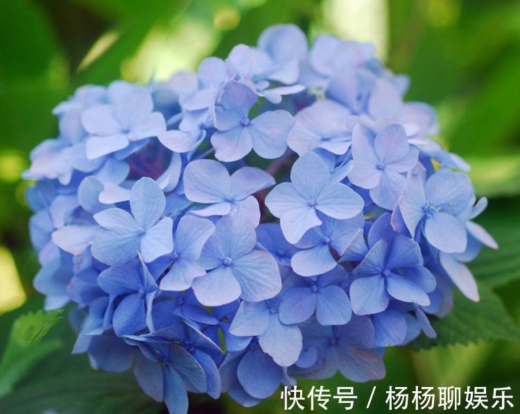 美人|喜欢菊花，就养盆“玫瑰精品”可爱多，似美人偏偏，娇艳高贵