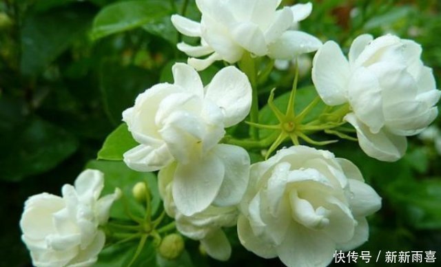 花苞|“茉莉花”开花少消除“2个”隐患，花苞不断冒，开花爆满枝