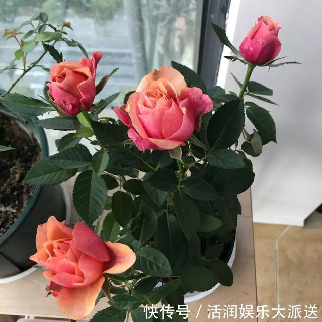 淘米水啤酒水,真不如这种水,养花一绝,浇一盆旺一盆