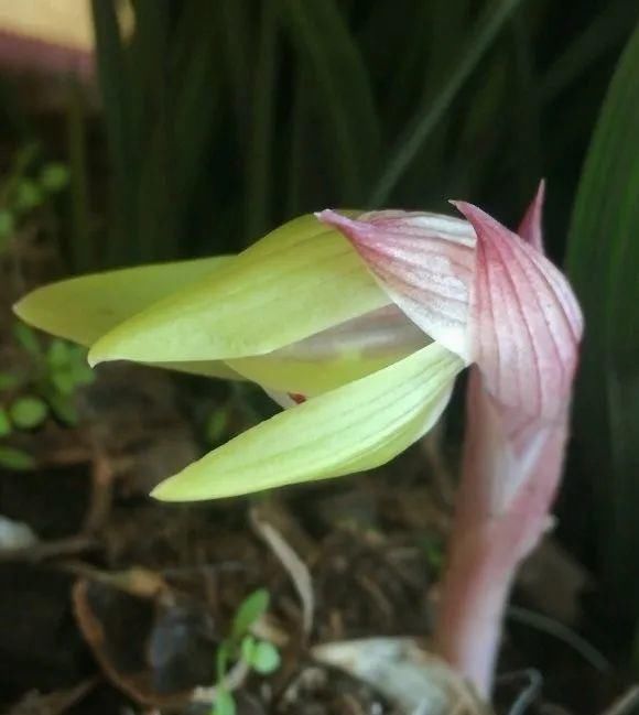 长寿|一棵长寿的花,124个花箭,开花,锅盖打开的方法