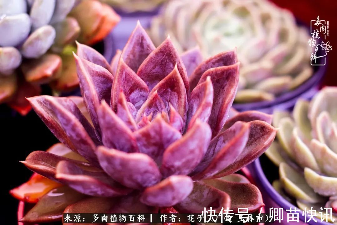 为了爱情来到陌生城市,偶遇多肉,地老天荒的爱恋!