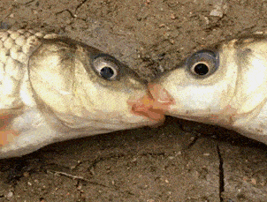 |搞笑GIF段子:什么叫“杯水车薪”?