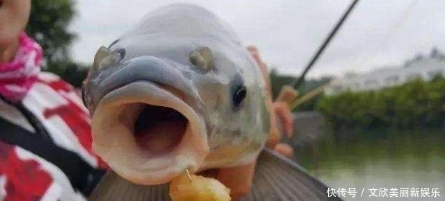 野钓草鱼诱鱼是关键,啤酒中加一物,诱钓结合专攻草鱼