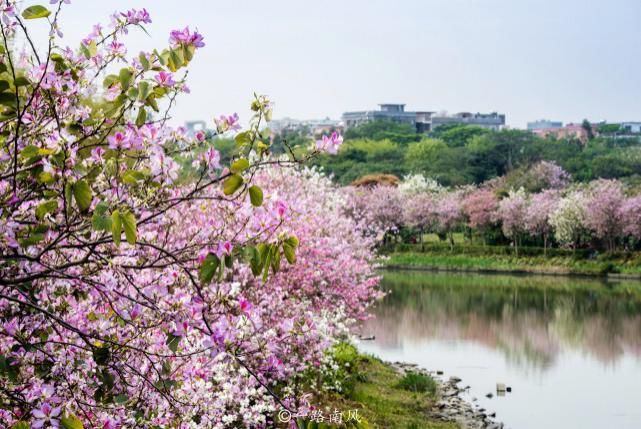 赏花不一定要去武汉婺源，广州海珠湿地紫荆花带浪漫梦幻，太美了