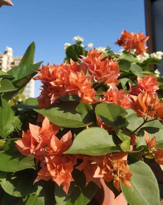 光秃秃|家里花像光杆司令太难看,学会剪和浇,半月新枝就窜满盆