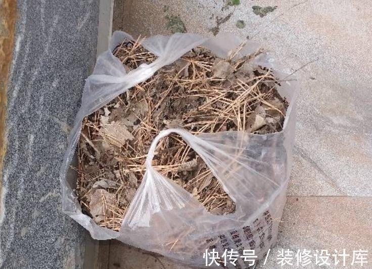 法宝|养花“法宝”松针该怎么用？单独使，加工后用，谨记这些准没错