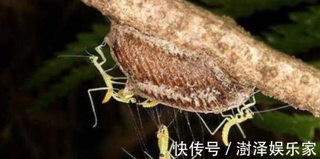 价值|俗称“拦狗尿”,若在桑树上见到赶紧拿回家,如今价值不菲