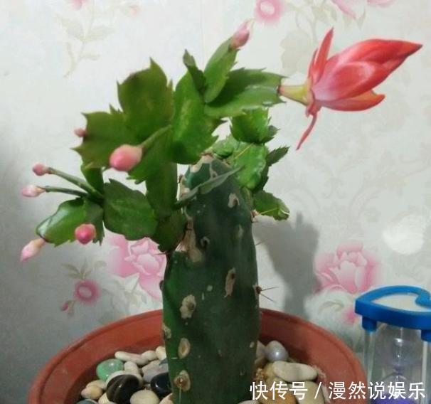 宝塔|仙人掌嫁接蟹爪兰，选对“砧木”变“九层宝塔”，太惊艳了