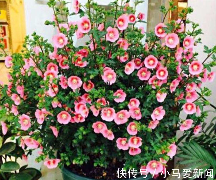 4种花养家里，开花不断，花朵多又艳，直接变成“小花园”