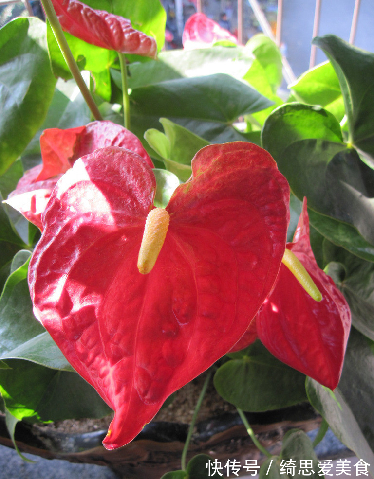 客厅想养“健康花”,建议从这12种里面选,不仅养人,还大气吉祥