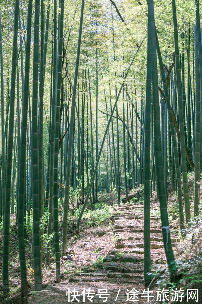 春游记｜穿越宜兴竹海，徒步挑战苏南第一峰