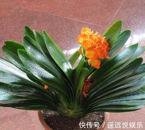 頻率|养君子兰重点在于浇水，掌握好它的习性，花开长势旺盛，四季常青