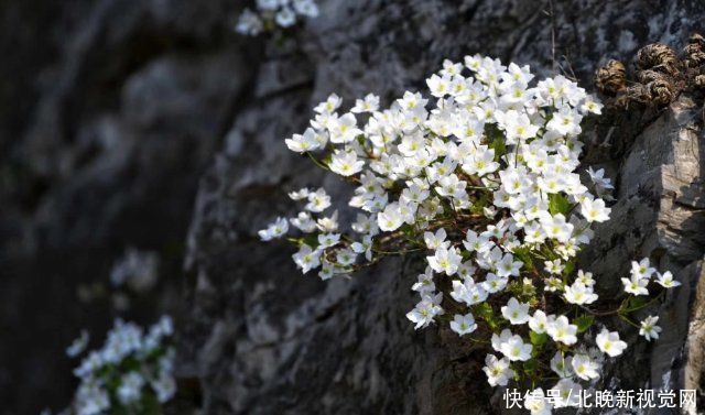 好漂亮！京西崖壁上槭叶铁线莲盛开，专家：人工栽植极难，切勿盗挖