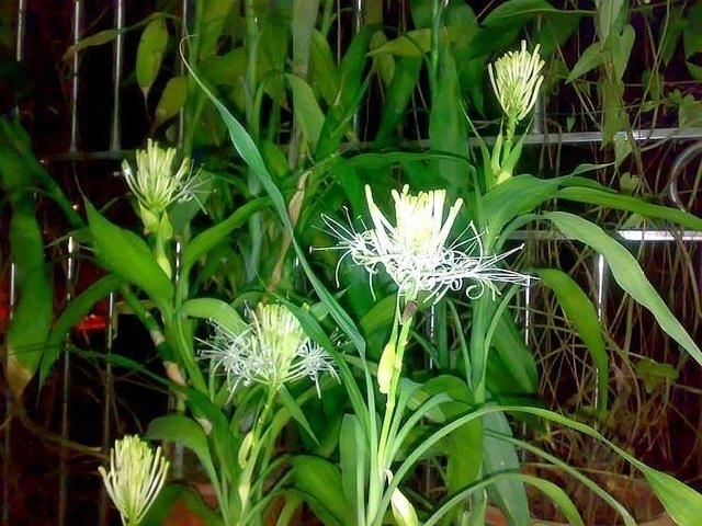 家里养上这五种花，“旺人”又旺财，开花300天，越养身体越好