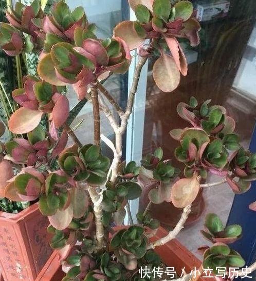 长寿花老桩张牙舞爪很难看怎么办,这样剪,株型好开花多