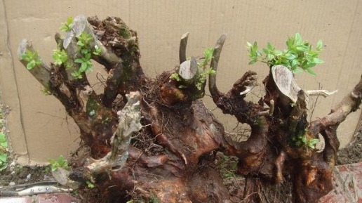 公公山上捡了个老树桩,养了几年长成盆景,邻居看见想高价收购!