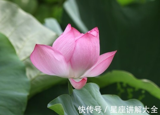 桃花运贼|步入12月底，霉运散好运来，4属相吉星伴身，日子美满幸福