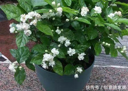 君子兰|养花不开花,原来是盆里缺了它,只加一点点,飞快开满花