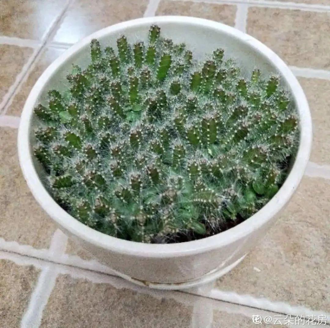 玉米棒子插盆里,7天冒出小森林,比绿萝吊兰好看