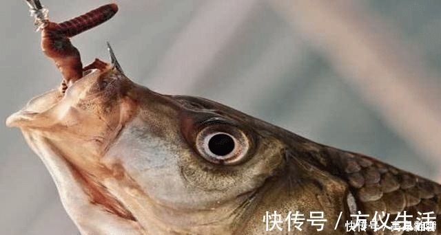 鲫鱼|鲫鱼鲤鱼不咬钩只要在饵料中加点它,压根不担心没鱼上钩
