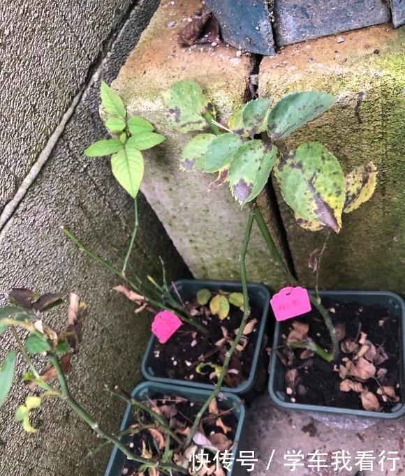 夏天养月季,黄叶又落叶多菌灵不管用,3招杜绝月季“黑斑病”!