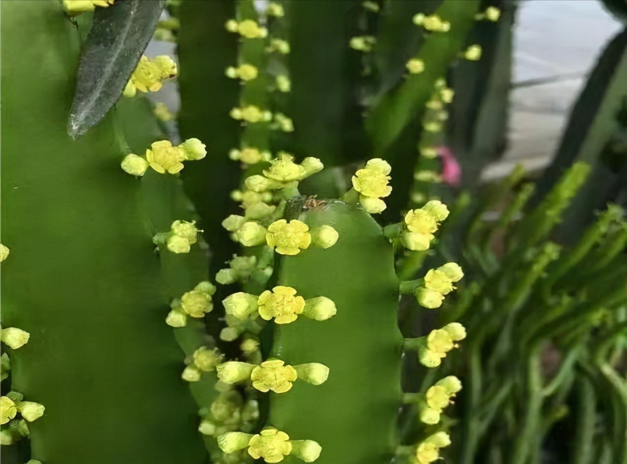 铁树|五种“镇宅花”,听名字就很“霸气”,关键还好养