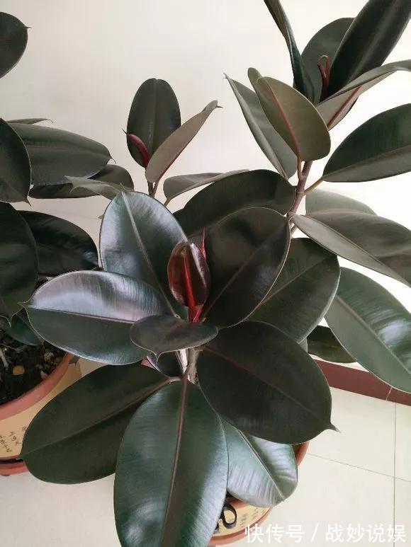 6种花是“老酒鬼”,1个月喝2杯,叶子油亮亮,花苞冒不完