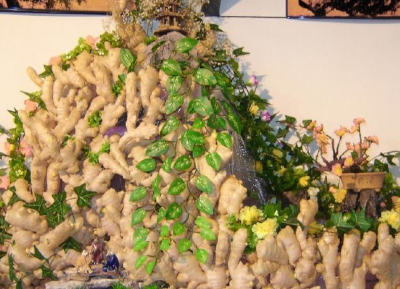 阳台|阳台盆栽生姜,简单4步走,叶绿当花赏,不用再去买,自给自足