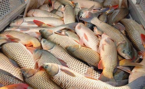 吃草鱼的最佳做法，鱼肉鲜香滑嫩、开胃下饭又解馋、吃一次就上瘾