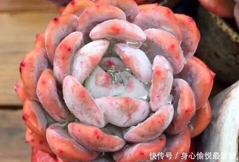 爱多肉的花友几乎都养过的8个品种,长寿花老少皆宜,桃蛋最迷人