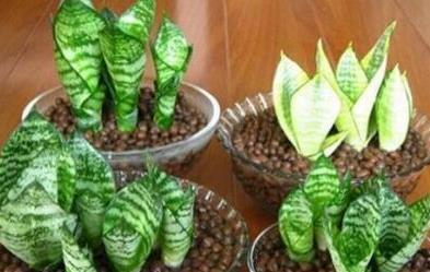 虎皮兰长得慢，秋后用它养，粗根变小芽，顶破盆，太给力了