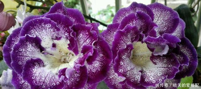 多样|浇水方法很多样!这三种花浇水不要浇叶片,不然烂叶找上门!