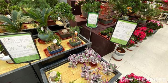 北京开了第一家绿植花卉大超市,就在南三环边上明码标价新鲜实惠