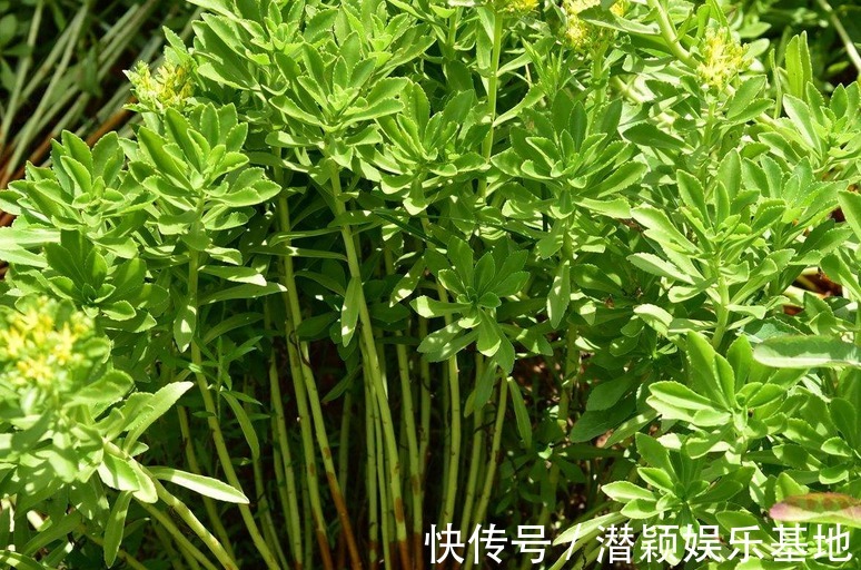 救心菜|农村一种野菜被称为救心菜，现在亩产2万斤，每亩年纯收入3万元