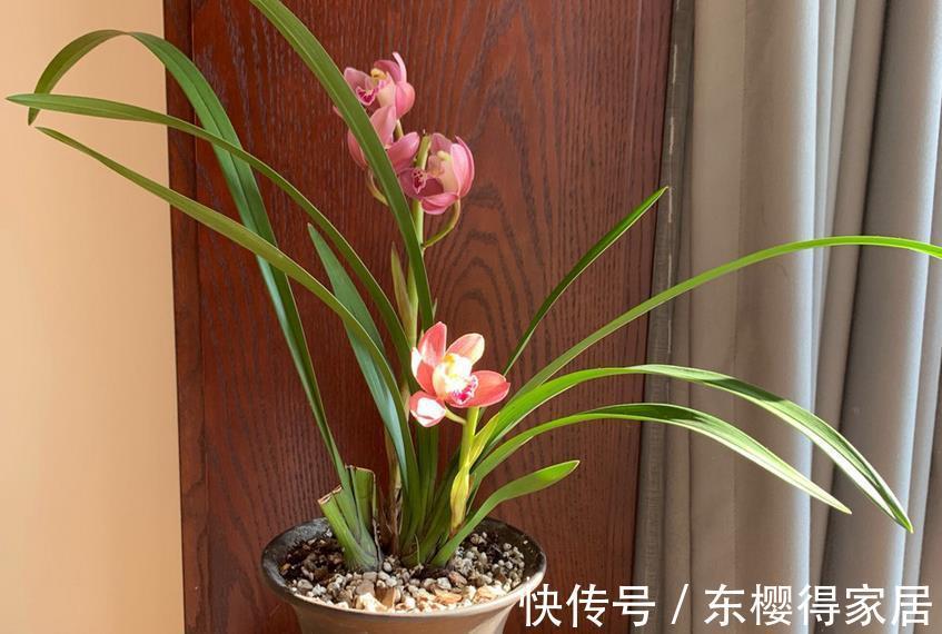 养护|夏季兰花多发软腐病?不用困扰!用它就能马上搞定