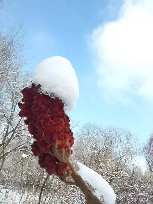  区税务局驻|大雪节气，想和你一起去看雪！一起，慢慢白了头~