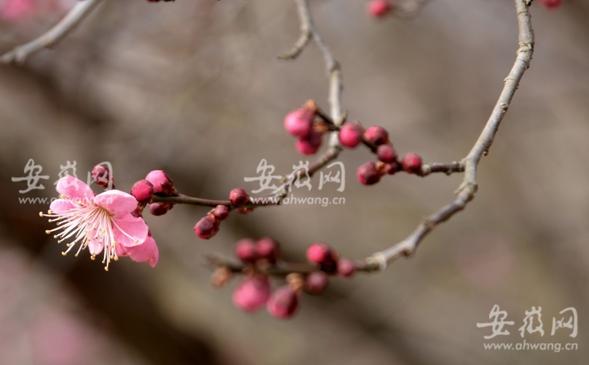 梅花|淮南梅园梅花绽放市民前往游玩（组图）